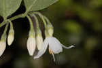 American snowbell